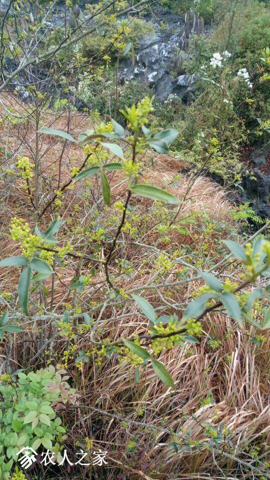 野生花椒麻椒竹叶椒下山苗小量出售