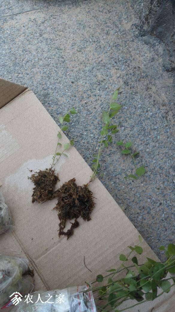 202150dz63f9s2d49dseff.jpg