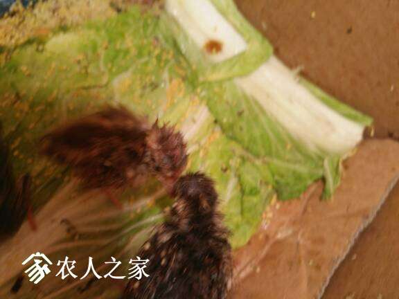 203616byb87b65v7cn4nnc.jpg