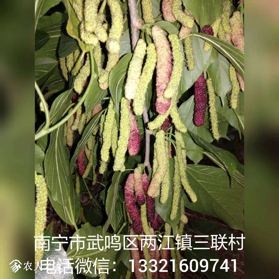 161327xu3rllm1ohue89vg.jpg