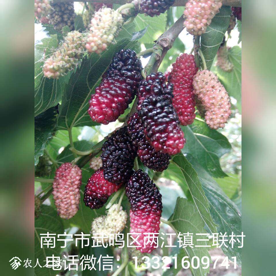 161327yzvn0i0a80sa0as0.jpg