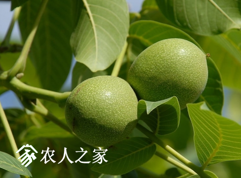 ʩʷ.png