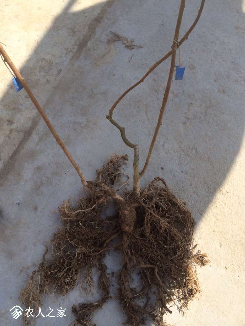 092843kv4ppek0yk08my4o.jpg