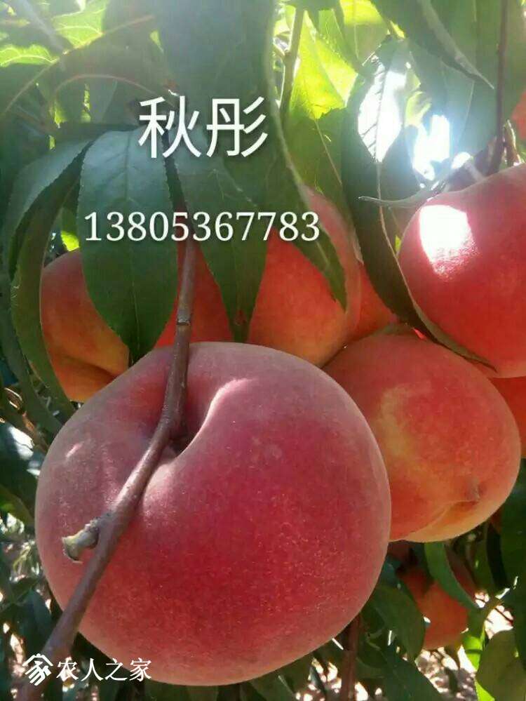 124213bxwweeohmooslzvj.jpeg