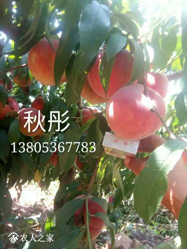 124213pa9ajpj6iobx9jx4.jpeg