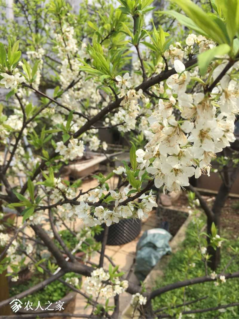 080304c5xy813p4zahwaap.jpg