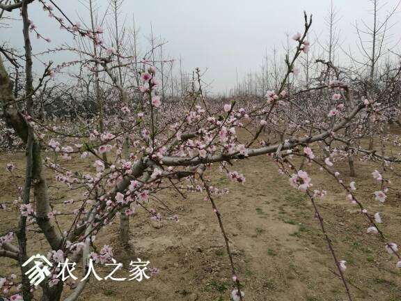 140500ksawhjjwsngos52a.jpg