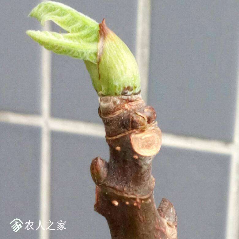 061154kwl2nngwchwwpjmq.jpg