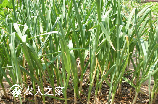 怎样管理生长后期的大蒜?