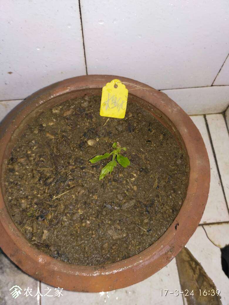 184016mquuatl9asaaikkh.jpg