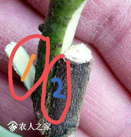 215846kvpw4dxkx4d46kgc.jpg