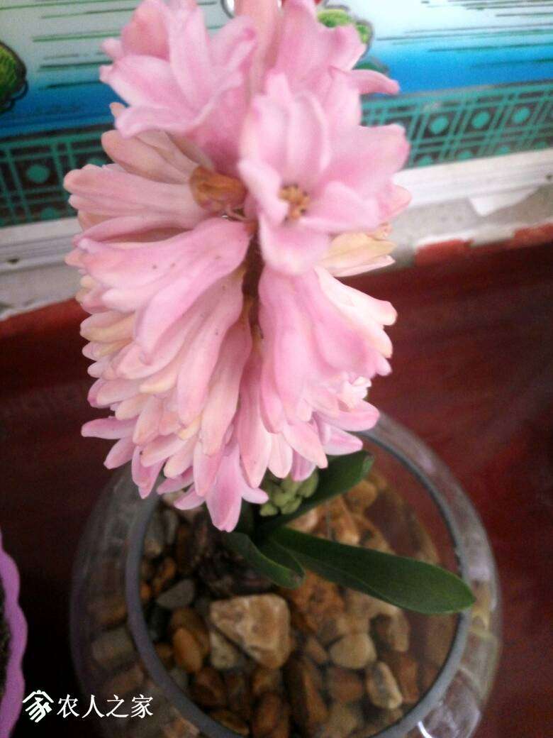085206ukpjjsspjkhd5ojg.jpg