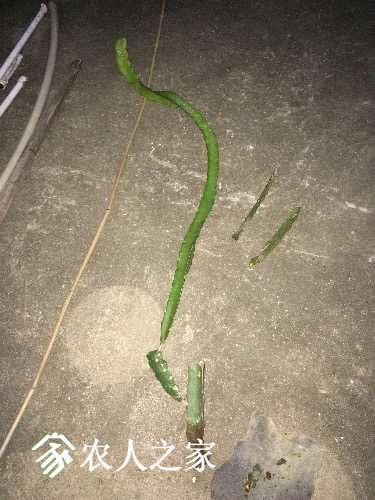 每年这个时候都收尸,棺材种火龙果