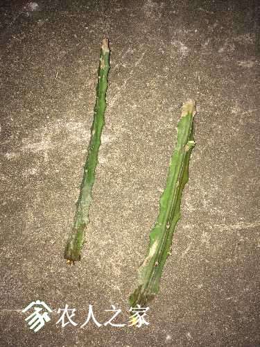 每年这个时候都收尸,棺材种火龙果