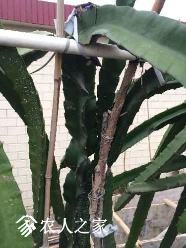 每年这个时候都收尸,棺材种火龙果