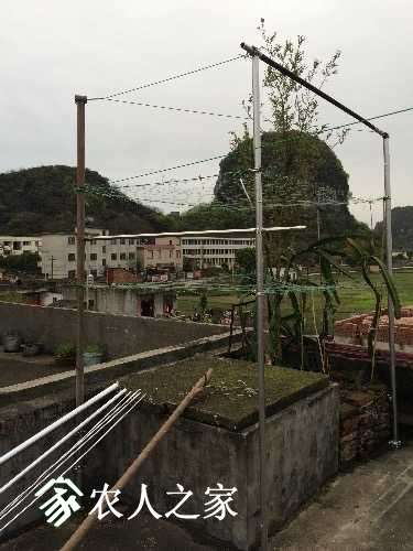 每年这个时候都收尸,棺材种火龙果