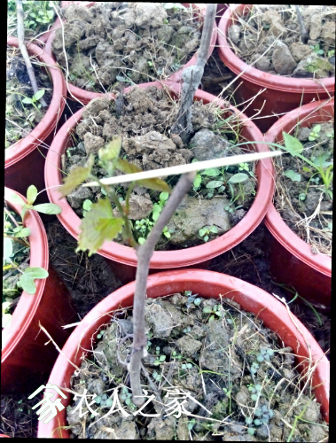 IMG_20170322_122249_