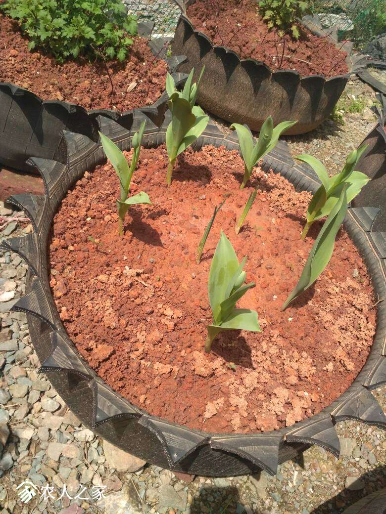 每年这个时候都收尸,棺材种火龙果