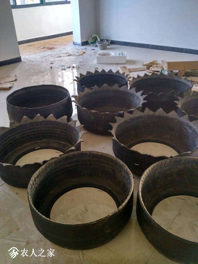 每年这个时候都收尸,棺材种火龙果