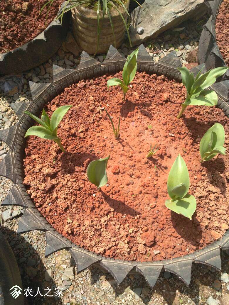 每年这个时候都收尸,棺材种火龙果