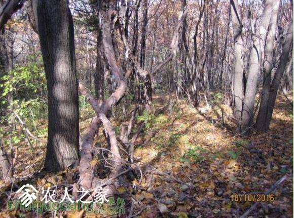 Ұ��������һ