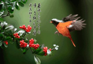 t01be775f5f140bb7db.gif