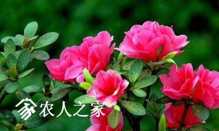 СҶž鷱ֳ.jpg