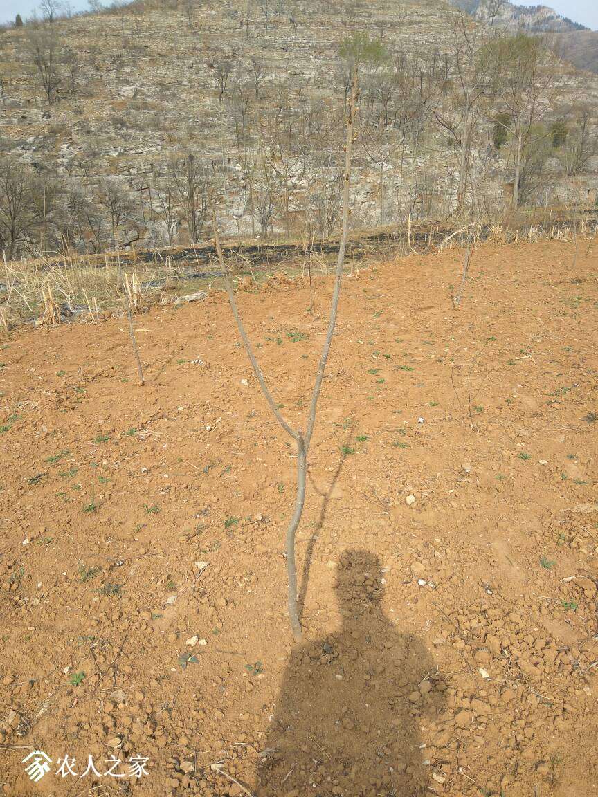 153759piappwdlt9dr3gpr.jpg