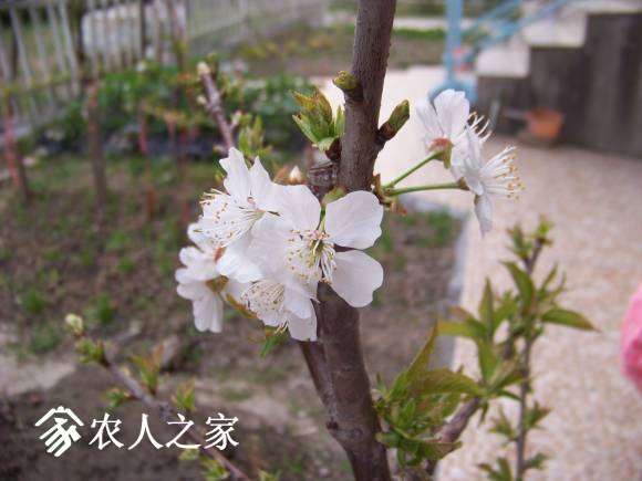 picture-d500b207f8af9bebfd20ba788b017b76.JPG