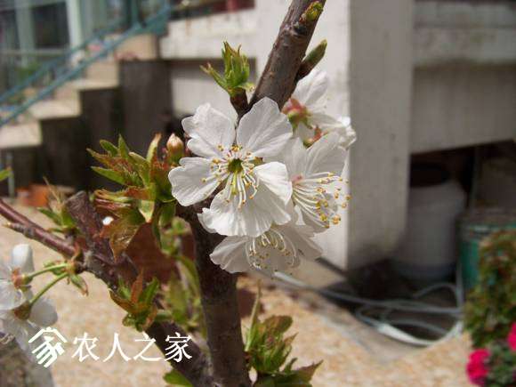 picture-bb68ef8388af87216e227861a6866625_.jpg
