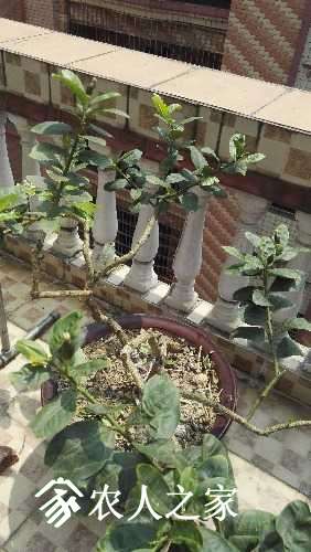 IMG_20170405_120650.jpg