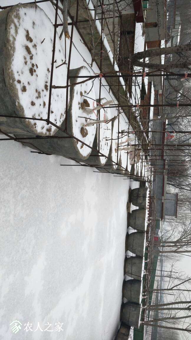184125xggcmlmcmqtnmzmm.jpg