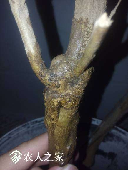 ���ʵĳ�ʦ�����ҵ��޽ӵ��ˡ�