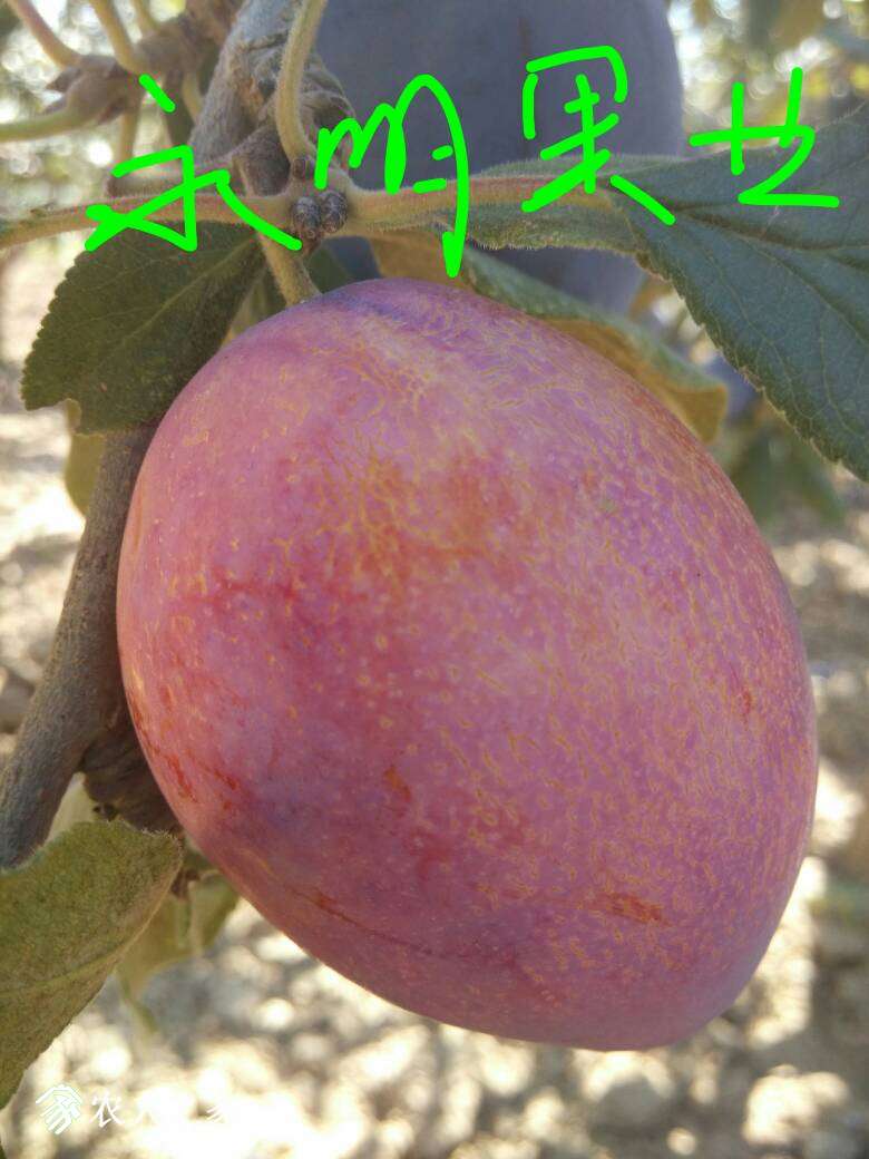 064751gdd9wbaqyvqv84b8.jpg