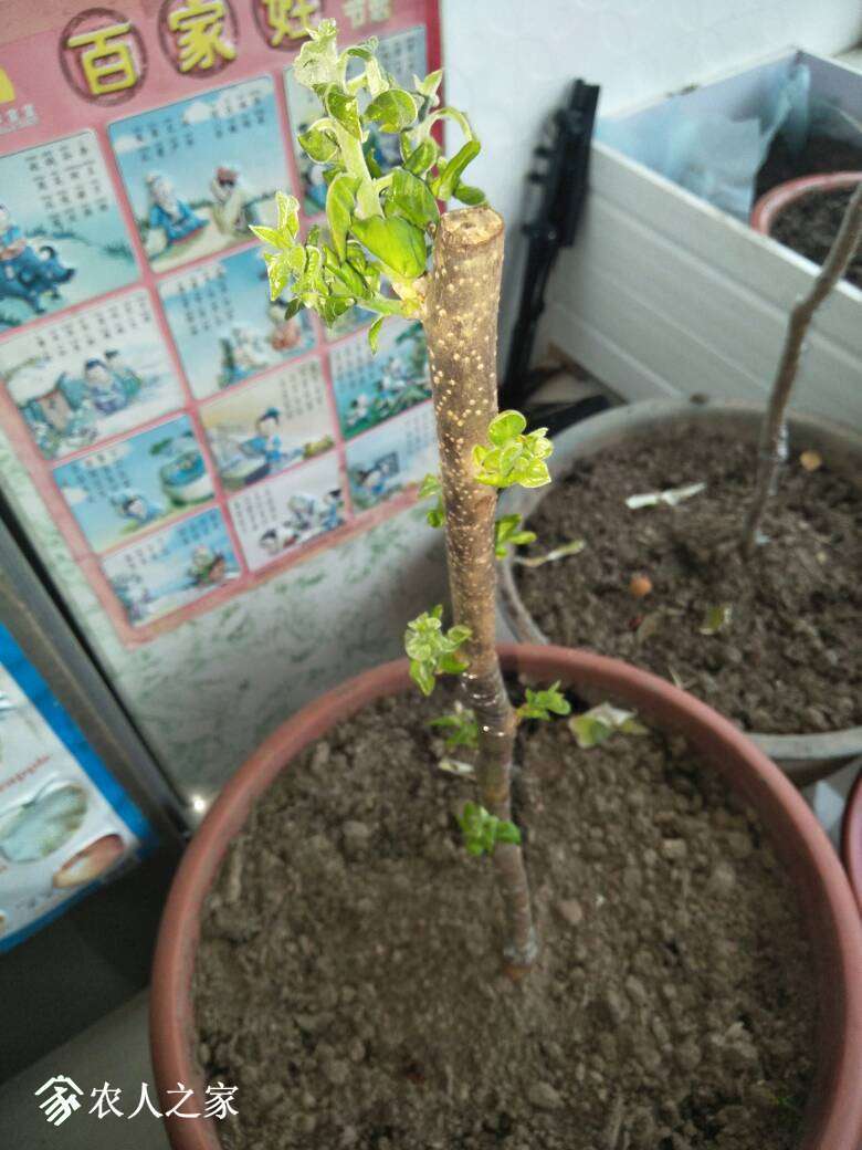 150413vbvl7v7uzzpaalbh.jpg