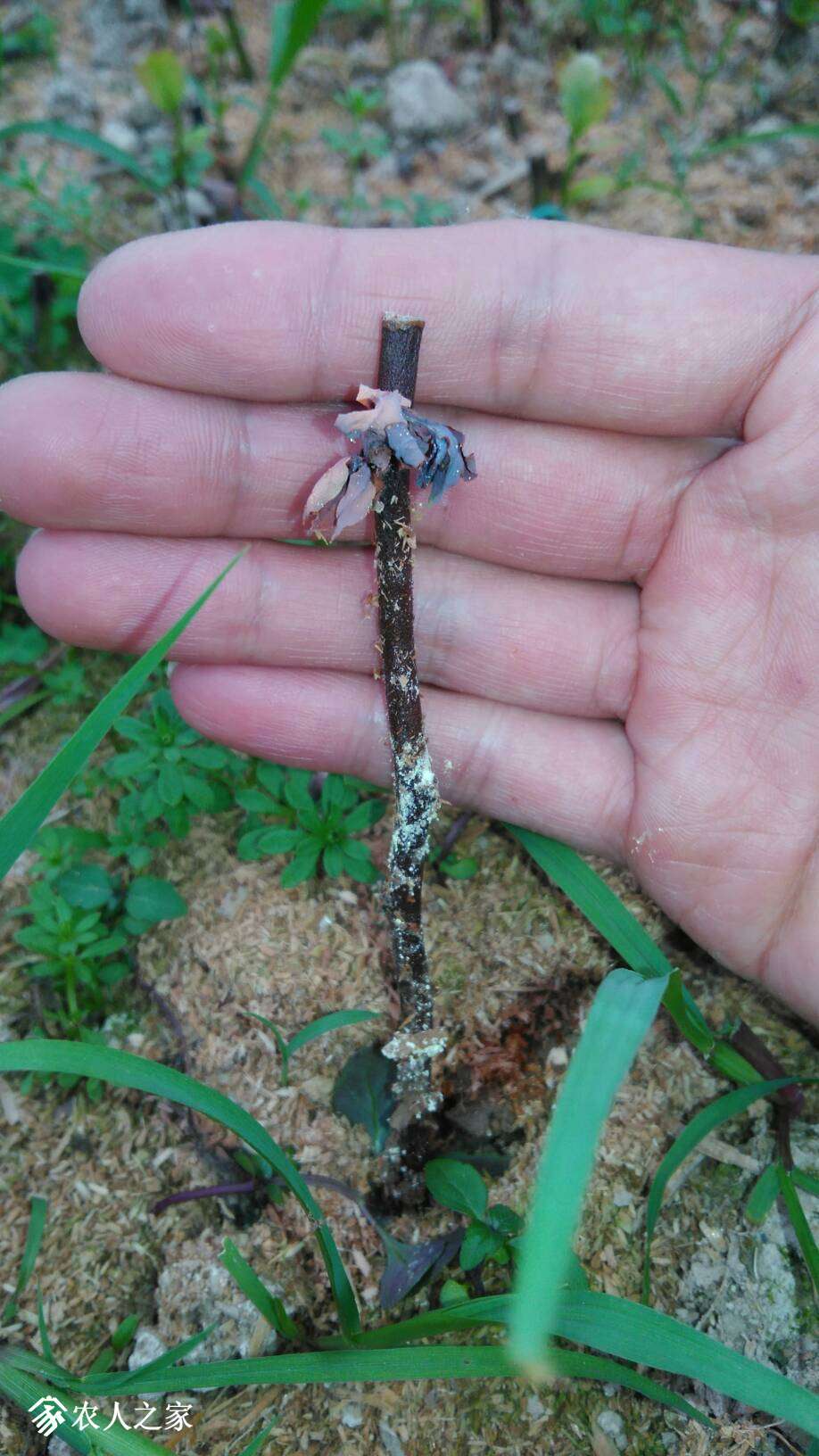 蓝莓插迁,只长芽,不长根,是为何,望高手指点