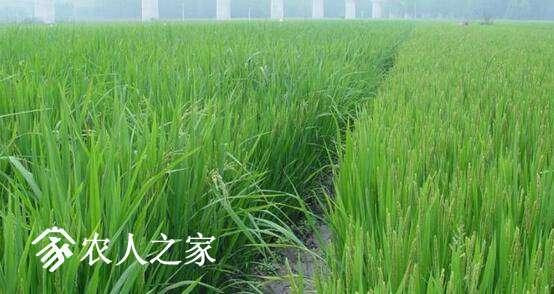 怎样给小麦发芽期使用植物生长调节剂？.jpg