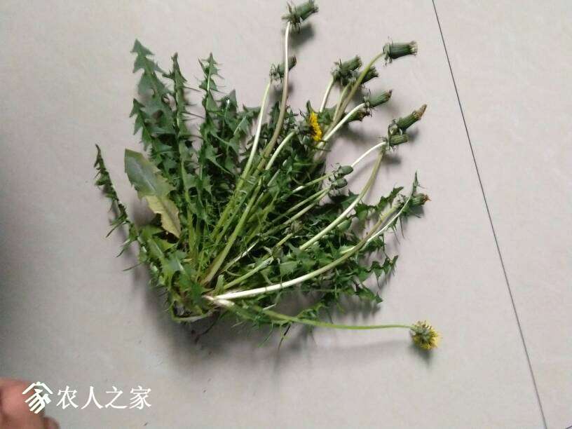 083921m7ln4lzpmh4zniil.jpg