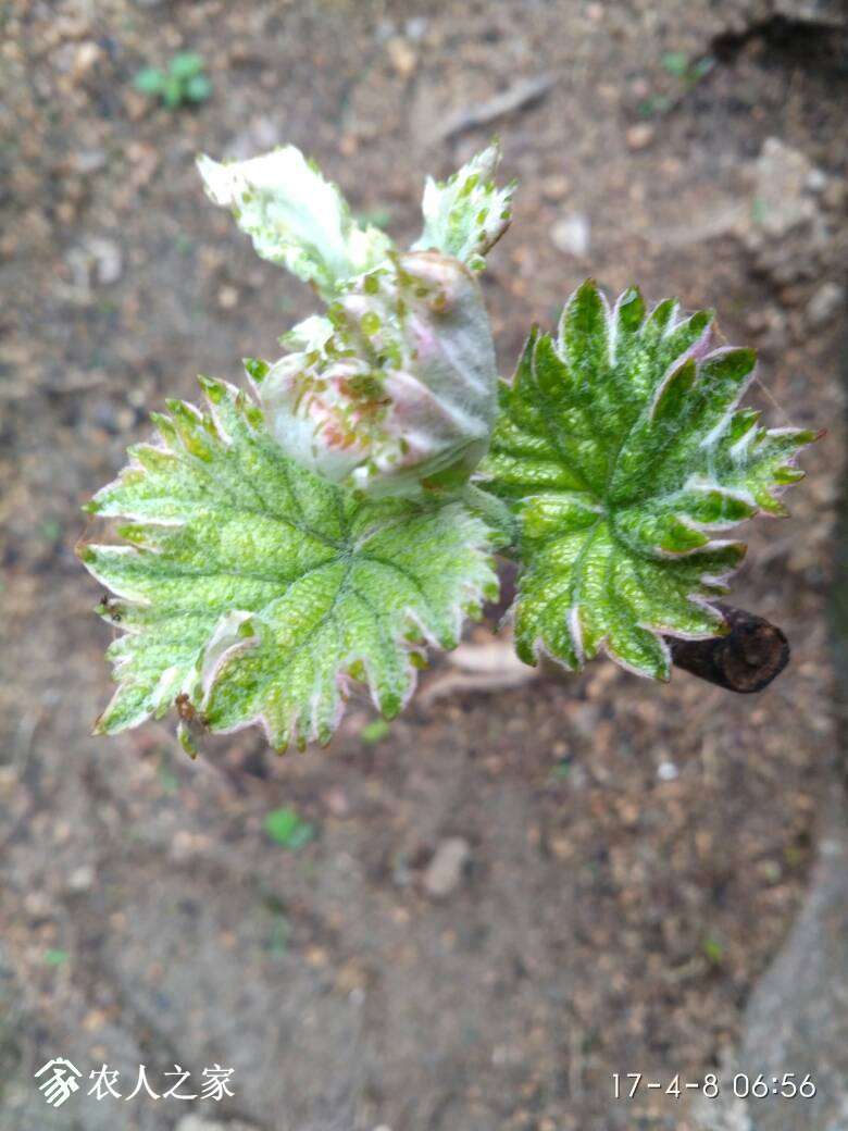 085010w2ncmghl022nz3mm.jpg