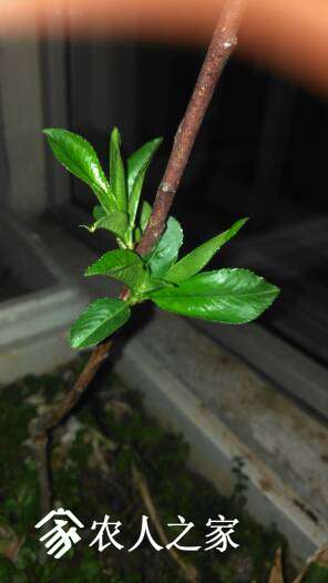 IMG_20170406_183500.jpg.JPG