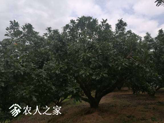 185638g8s50kpa6kji6znk.jpg