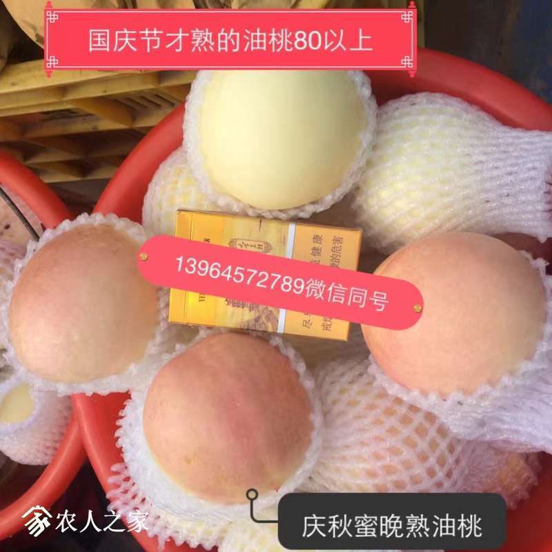 091339pkdkthttzktjth0t.jpg