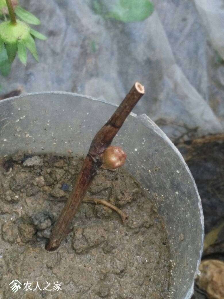 164303zju0qxljhijx2hrw.jpg