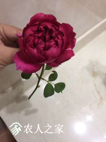 082319fkk68ekaw0zhrezz.jpg