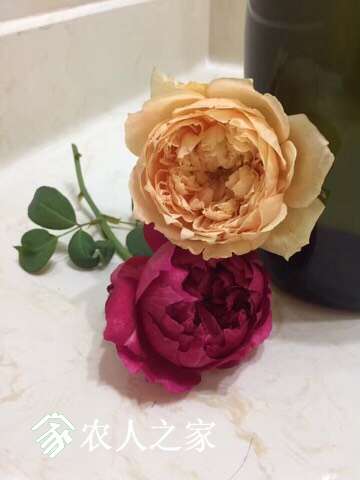 082320ilmo0w338whqjonm.jpg