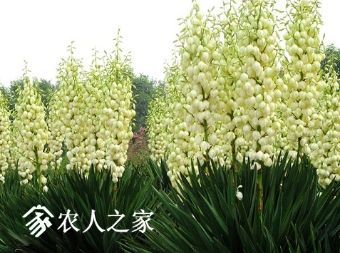 ˿ķֳЩ