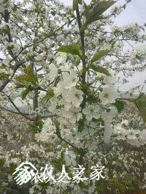 215642aiqx1yib20hyecco.jpg