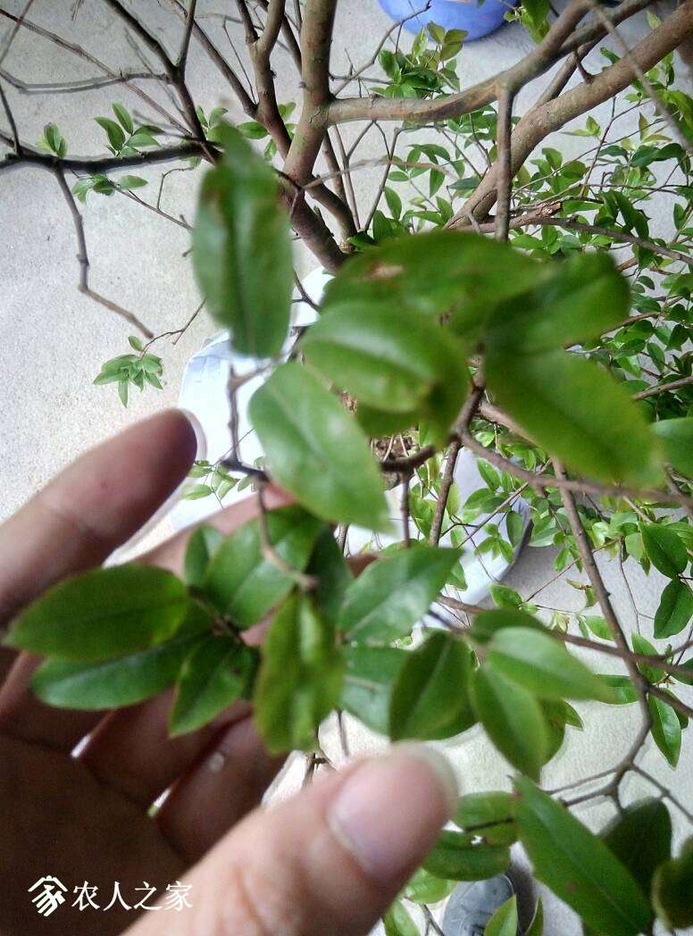 120251aoca34sr9695hrnc.jpg