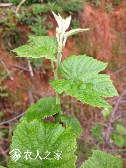 IMG_1538_С.JPG