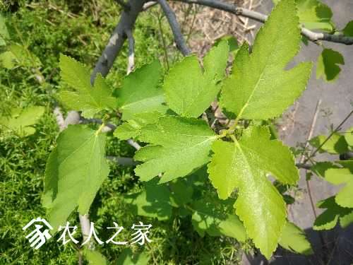 IMG_20170413_110115.jpg
